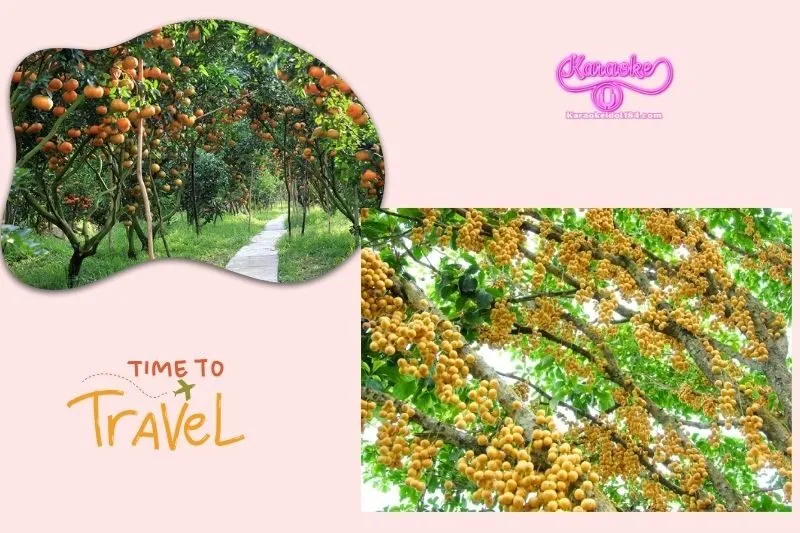 Vườn trái cây Gò Chùa